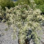 Hlohyňa šarlátová (Pyracantha) ´VARIEGATA PENDULA´ - výška 50-70 cm, kont. C7L - NA KMIENKU